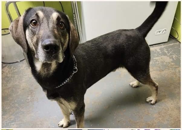 A mixed breed dog stands at attention. He is brown and and black, weighs 62 pounds. 