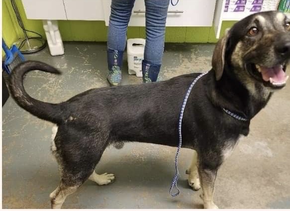 Dog stands on all fours, smiling at the camera. 