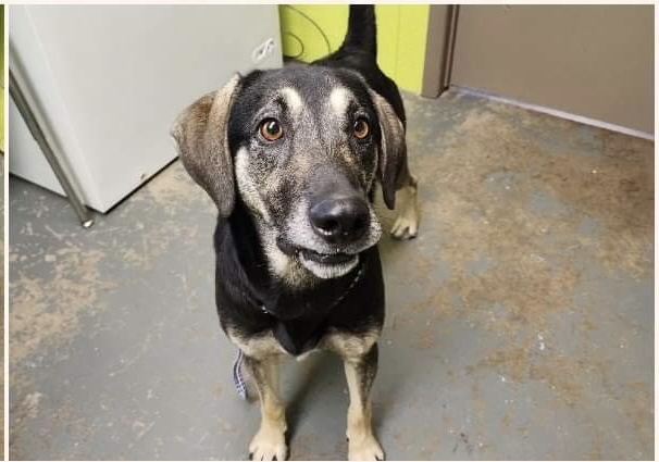 Dog faces camera, looks like he has a treat in his mouth. 